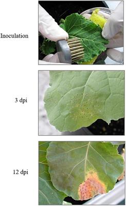 Changes in Brassica oleracea Leaves Infected With Xanthomonas campestris pv. campestris by Proteomics Analysis